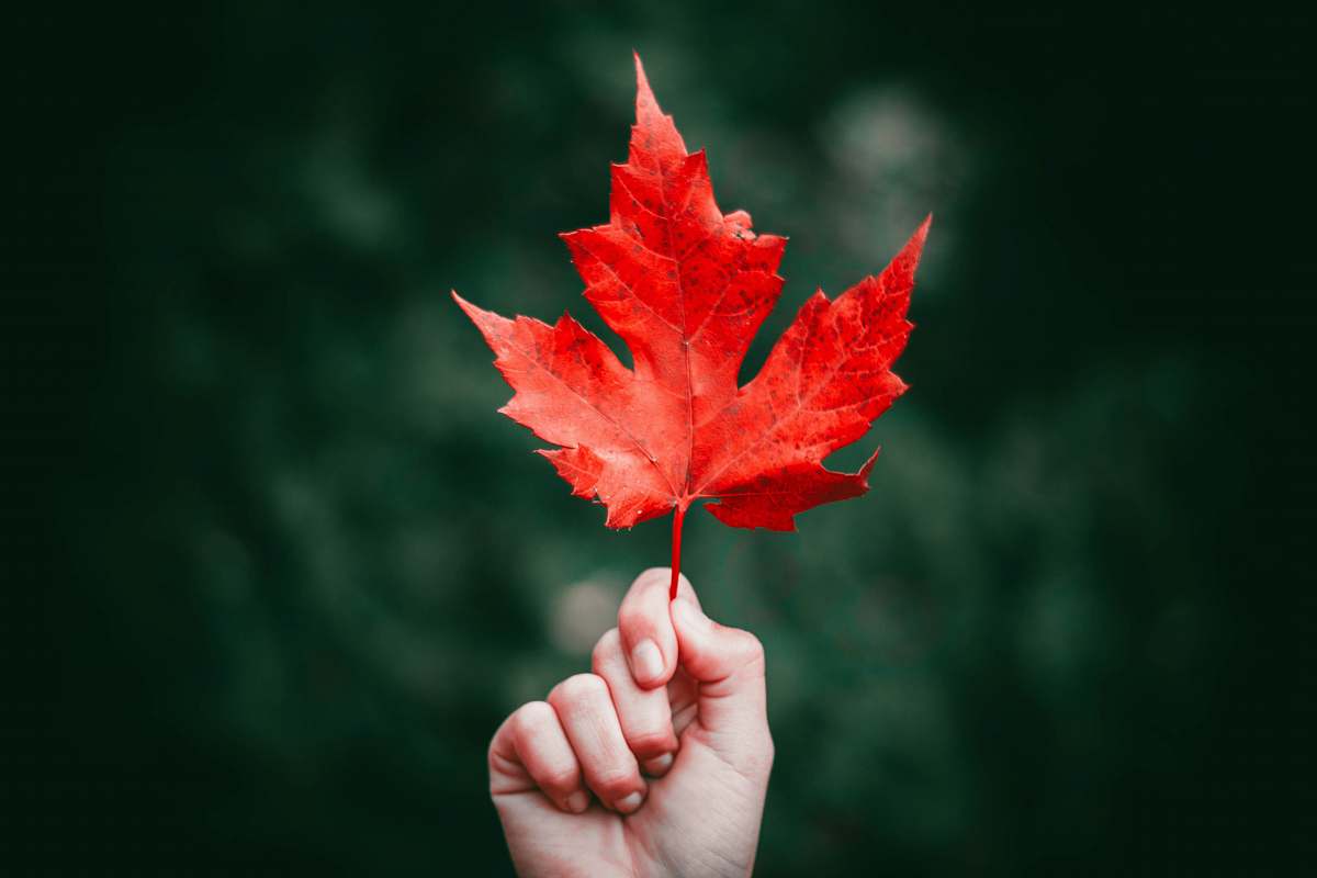 maple leaf person holding maple leaf leaf